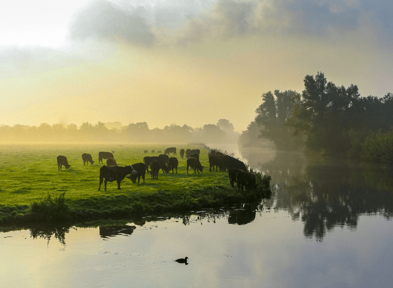 Cows grazing in a misty field by a river at sunrise, with reflections in the water and soft light filtering through trees.